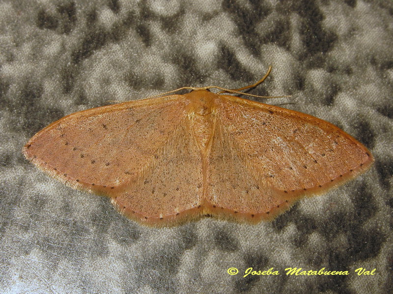 Idaea eugeniata, Geometridae